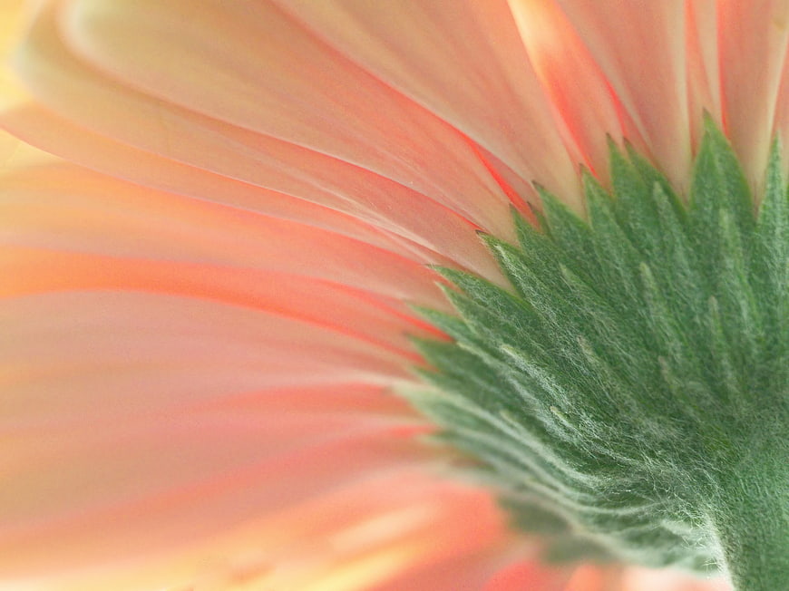 Macro Close-Up of Peach Gerbera Daisy Petals and Green Stem