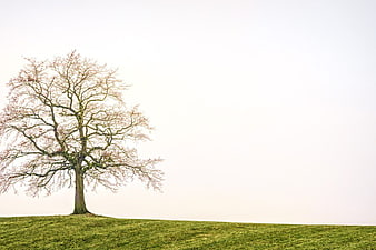 Lonely bare tree on green hill with white sky background