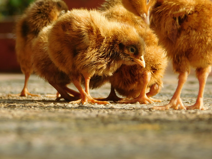 Cute fluffy yellow baby chicks standing on concrete