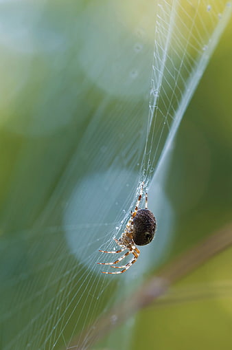 Close-up of a spider on a web with green bokeh background