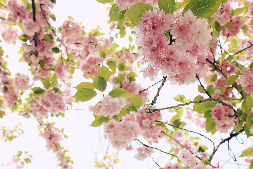 Pink cherry blossoms blooming on branches against bright sky