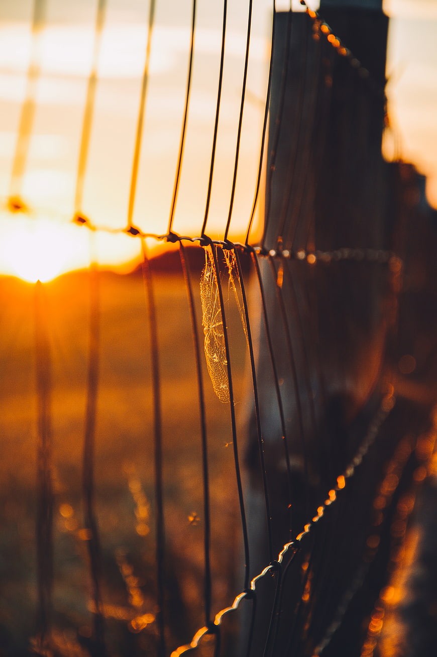 Golden Sunset Light Through Chainlink Fence with Spiderweb