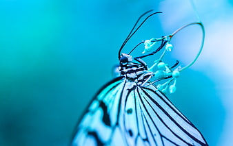 Macro Butterfly on Flower with Blue Background