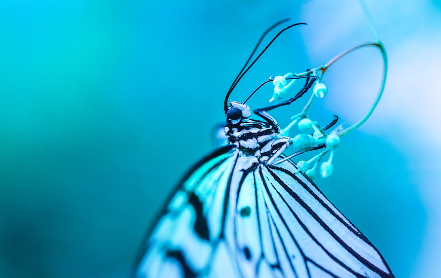 Macro Butterfly on Flower with Blue Background
