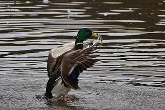 Male Mallard Duck Flapping Wings in Water