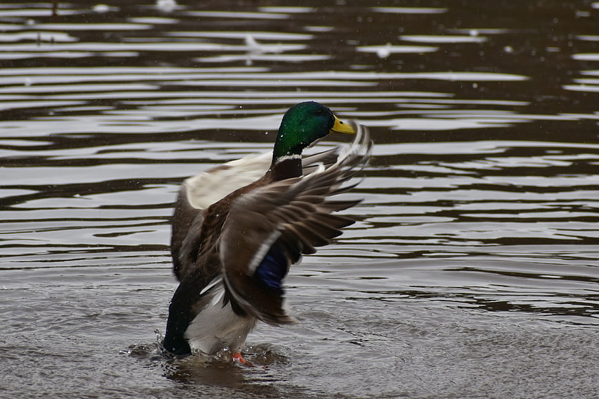Male Mallard Duck Flapping Wings in Water