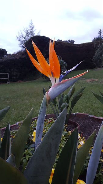Bird of Paradise Flower in Garden