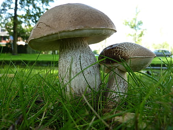 Close-up of two brown mushrooms growing in green grass