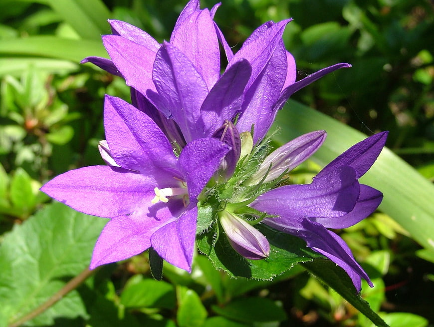 Close-up of vibrant purple bellflower in natural sunlight