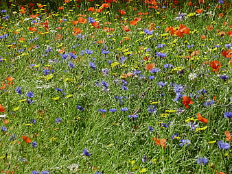 Colorful Wildflower Meadow with Poppies and Cornflowers