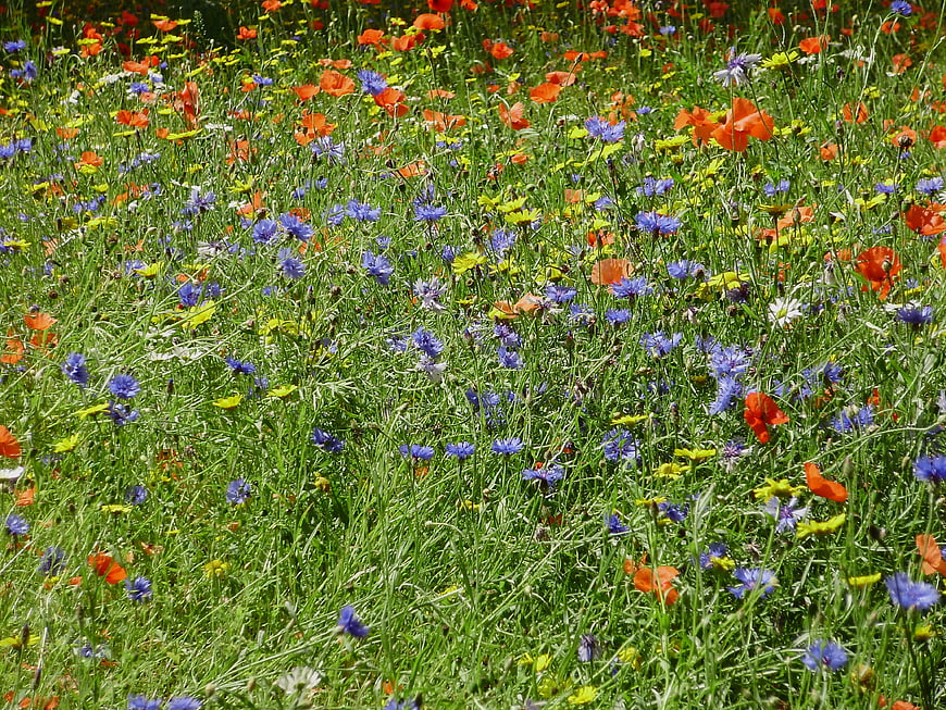 Colorful Wildflower Meadow with Poppies and Cornflowers