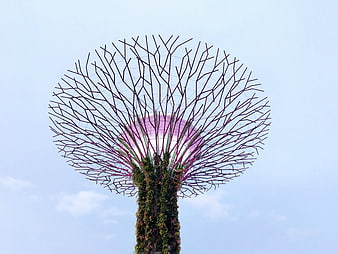 Supertree Grove at Gardens by the Bay Singapore