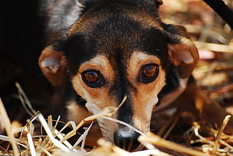Close-up of a black and brown dog resting in dry grass