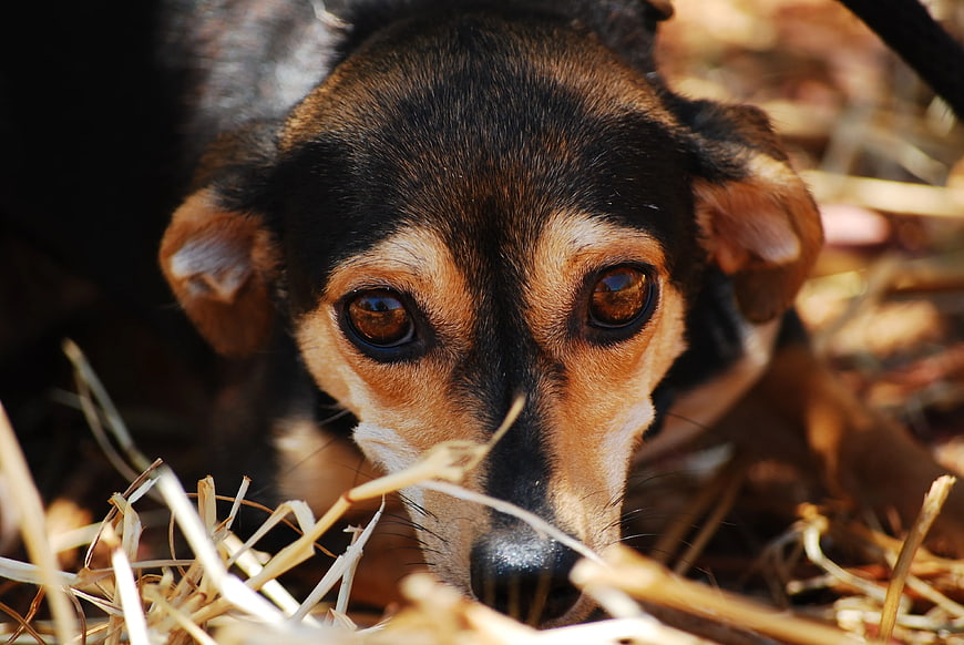 Close-up of a black and brown dog resting in dry grass