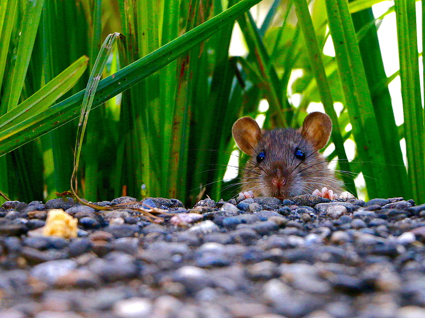 Close-up of a small brown mouse peeking from green grass