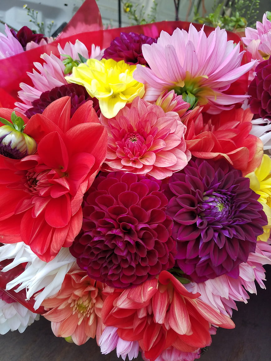Vibrant bouquet of colorful dahlias in red, pink, and purple