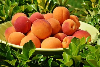 Fresh ripe peaches in a green bowl surrounded by leaves