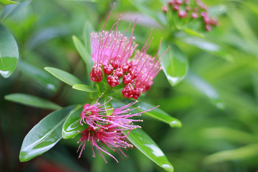 Vibrant Pink Bottlebrush Flower with Wet Green Leaves