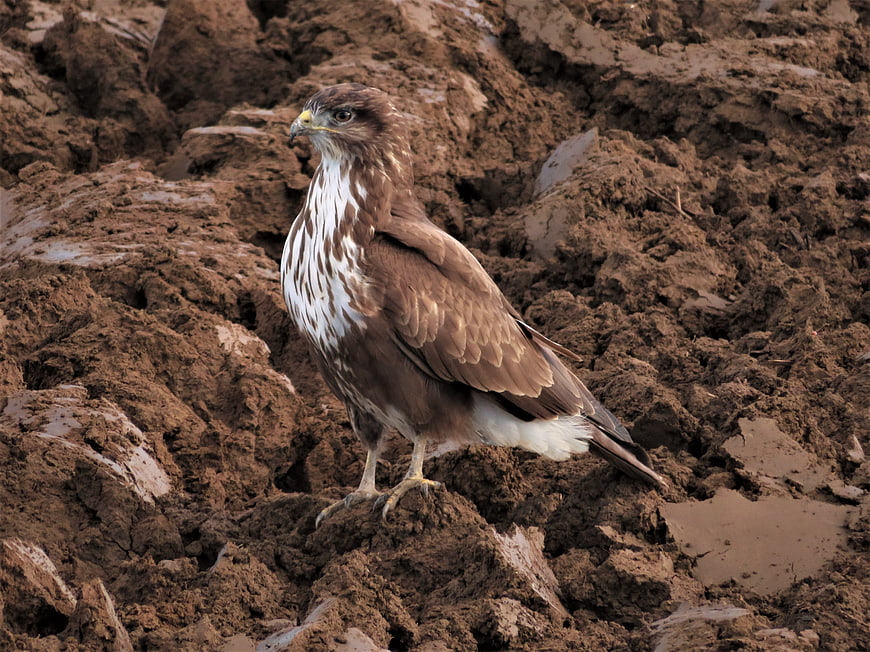 Red-tailed Hawk Standing on Muddy Ground