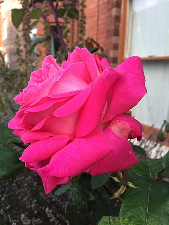Vibrant Pink Rose Close-Up in Garden