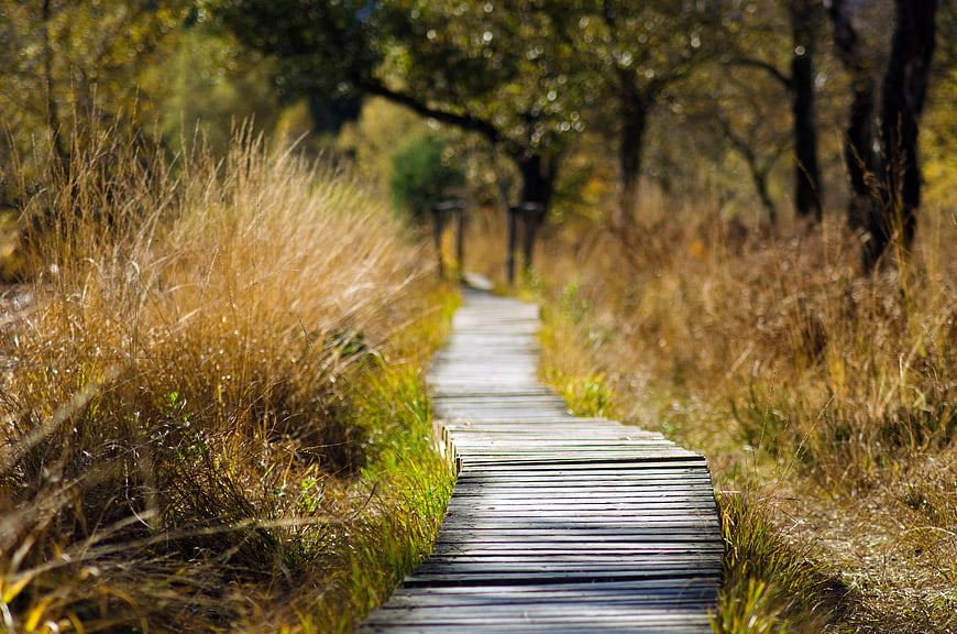 Wooden Boardwalk Path Through Golden Autumn Grass