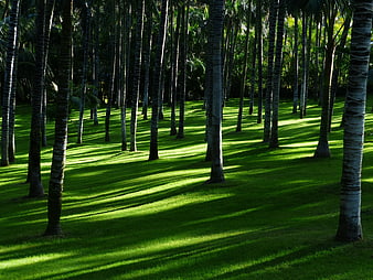 Sunlit Palm Grove with Long Shadows on Green Grass
