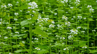 White Wildflowers in Lush Green Meadow