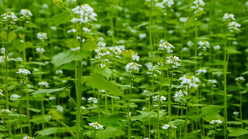 White Wildflowers in Lush Green Meadow