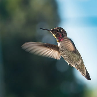 Ruby-throated Hummingbird in Flight