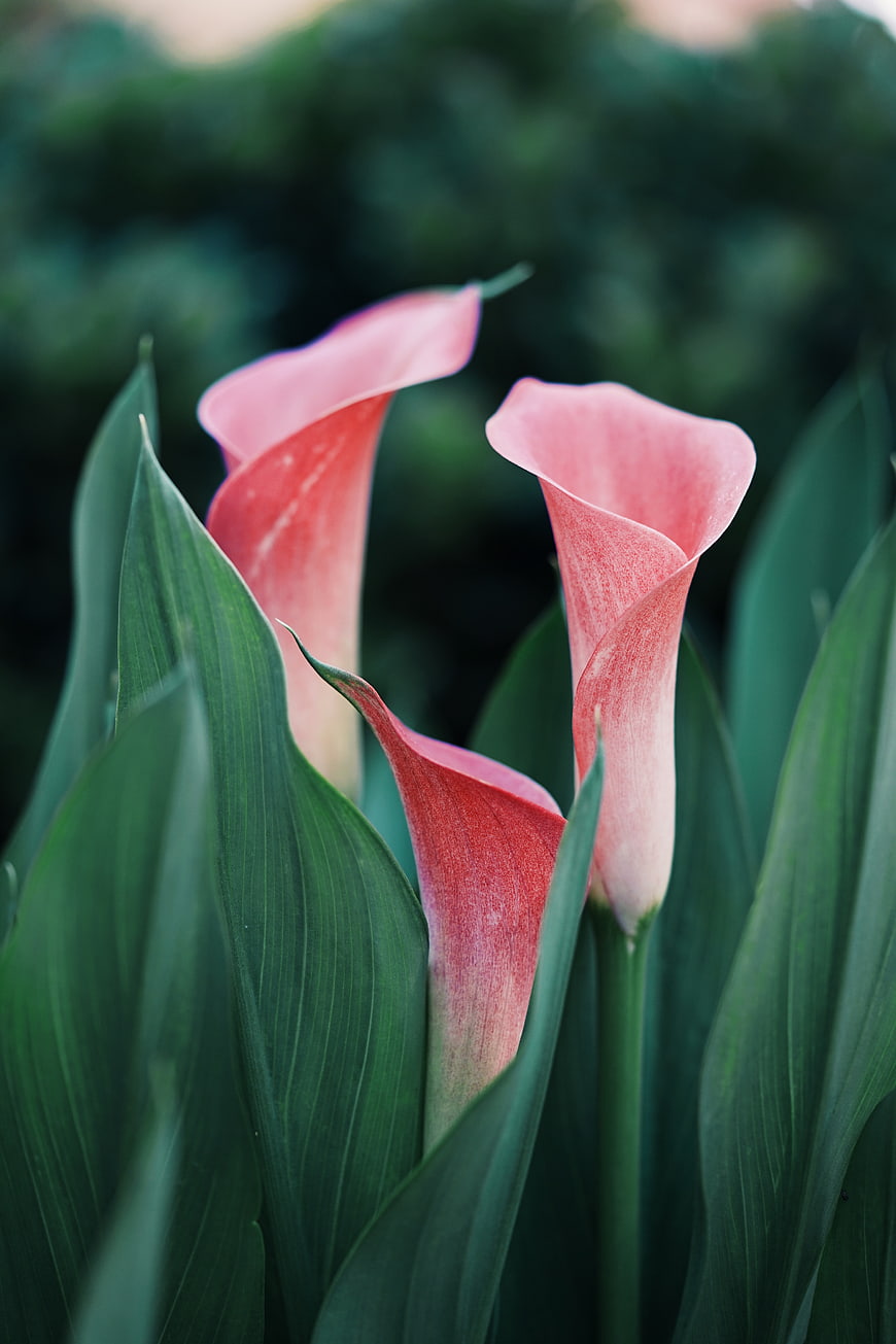 Pink Calla Lilies in Green Garden