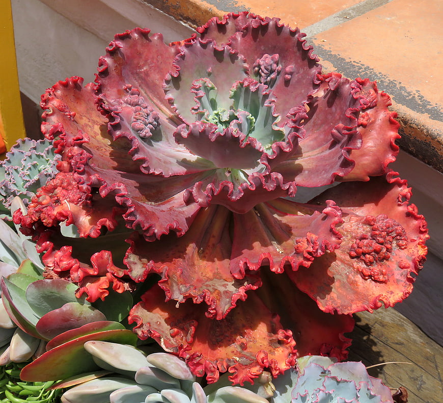 Close-up of vibrant red ruffled Echeveria succulent plant
