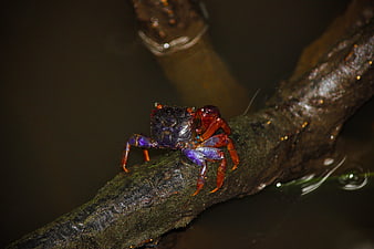 Vibrant Blue and Red Crab on Mangrove Root