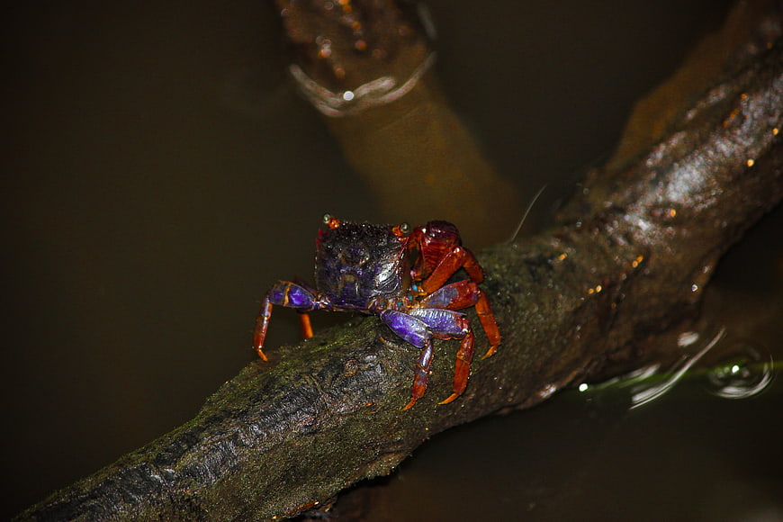 Vibrant Blue and Red Crab on Mangrove Root