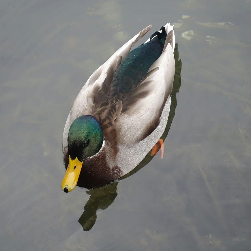 Male Mallard Duck Swimming in Clear Water