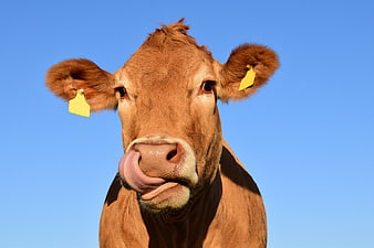 Close-up of a brown cow licking its nose against a blue sky