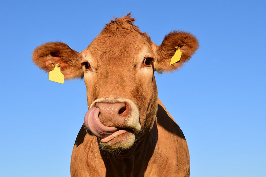 Close-up of a brown cow licking its nose against a blue sky