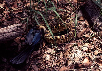 Snake Constricting Blue Bird in Forest Undergrowth
