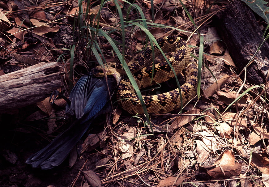 Snake Constricting Blue Bird in Forest Undergrowth