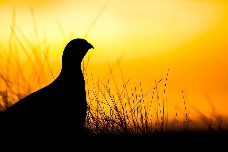 Silhouette of a Grouse Bird in Golden Sunrise Grass