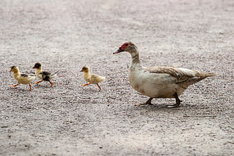 Muscovy Duck Mother Walking with Three Ducklings on Gravel