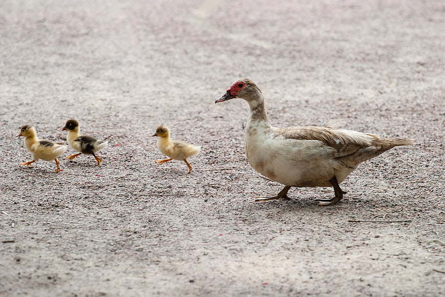 Muscovy Duck Mother Walking with Three Ducklings on Gravel