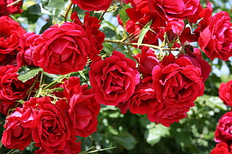 Vibrant cluster of red roses in full bloom