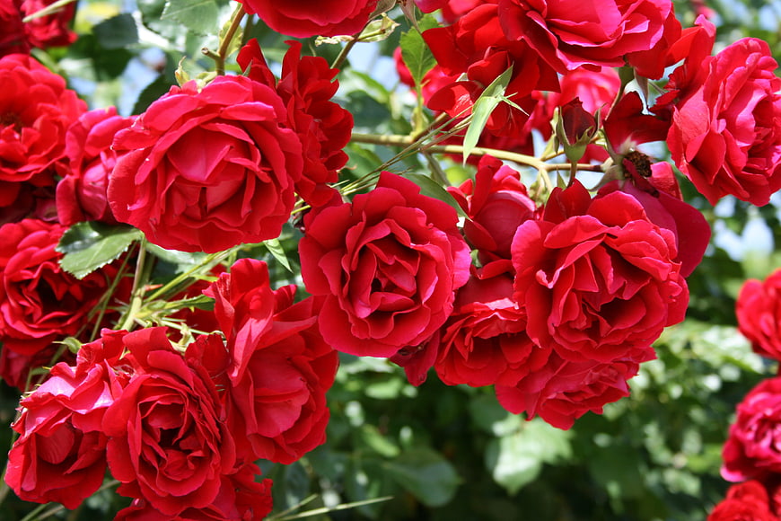 Vibrant cluster of red roses in full bloom
