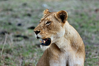Close-up of a roaring lioness in the wild
