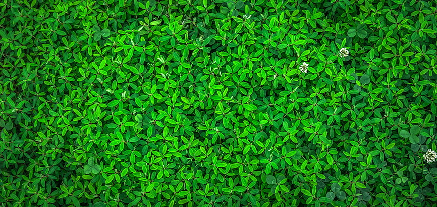 Top View of Green Clover Leaves and White Flowers