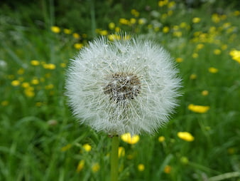 Close-up of a white dandelion seed head in a green meadow