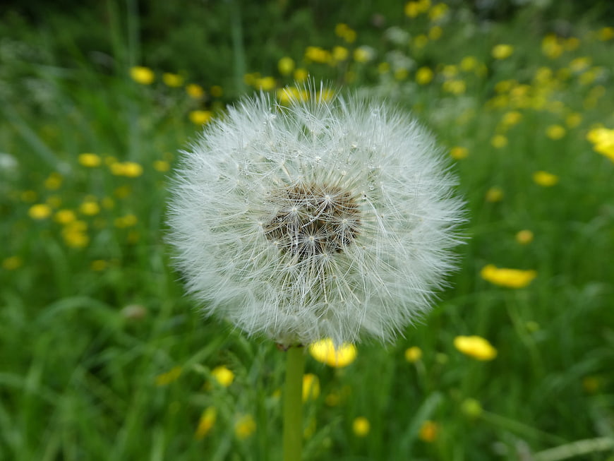 Close-up of a white dandelion seed head in a green meadow