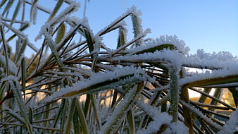 Close-up of frost-covered grass blades against a blue sky