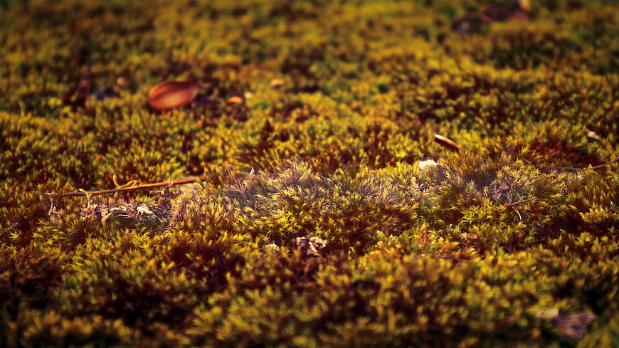 Close-up of vibrant yellow and green moss texture
