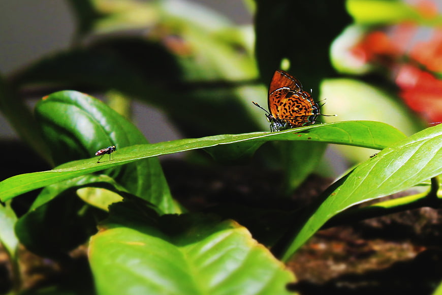 Orange butterfly resting on a vibrant green leaf